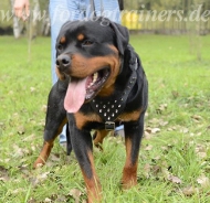 Rottweiler Lauf-Hundegeschirr mit Spikes