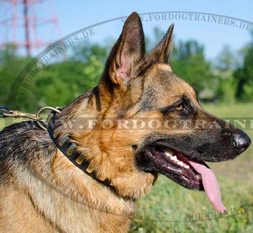 /images/schaeferhund-Dressur-hund-Ausbildung-small.jpg