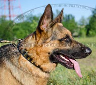Hundehalsband Leder für Schäferhund mit Feinen Messingplatten