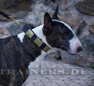 Bullterrier studded collar with retro style