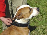 Amstaff Hetz-Halsband aus Leder mit Griff, Farbe Schwarz - zum Schließen ins Bild klicken