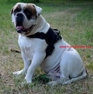 American Bulldog Nylon Multi-Purpose Dog Harness