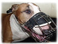 New Design Cage Dog Muzzle for Bull Terrier